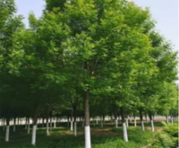 国槐
