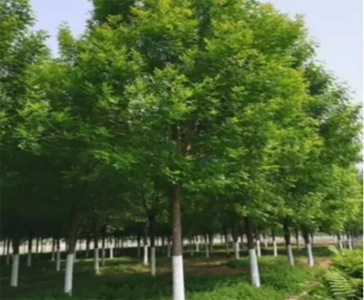 国槐