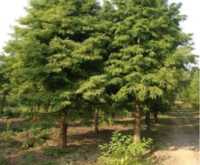 中山杉